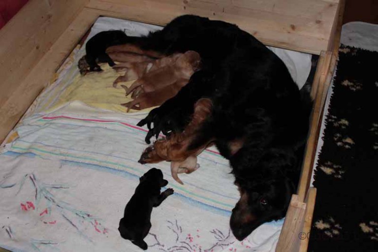 Mama mit Ihren Welpen beim säugen