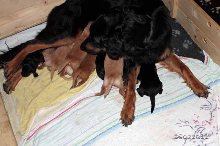 Mama mit Ihren Welpen beim säugen, Mama schaut